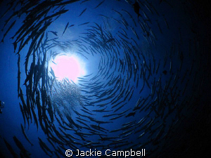 Barracuda sunball.
Canon ixus and fisheye lens. by Jackie Campbell 